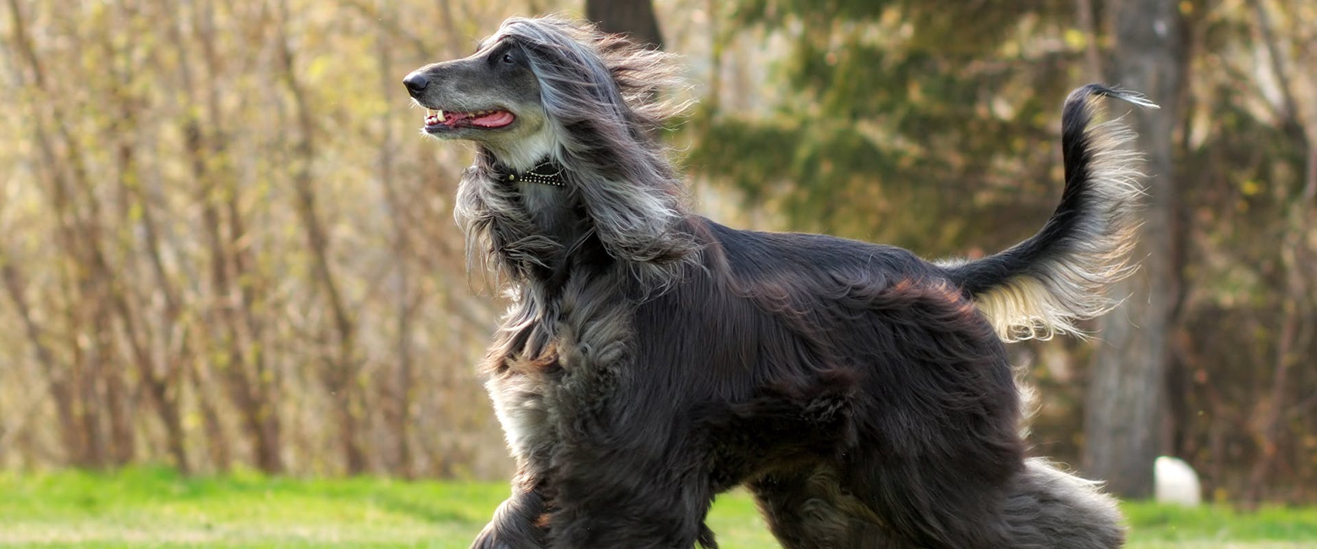 Dog with online long fluffy ears